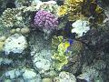 2008-05-15 --- snorkeling Sharm Reef Beach --- CIMG1071